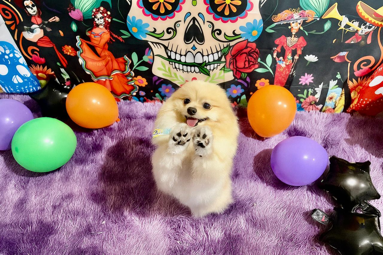 Hotel canino de lujo